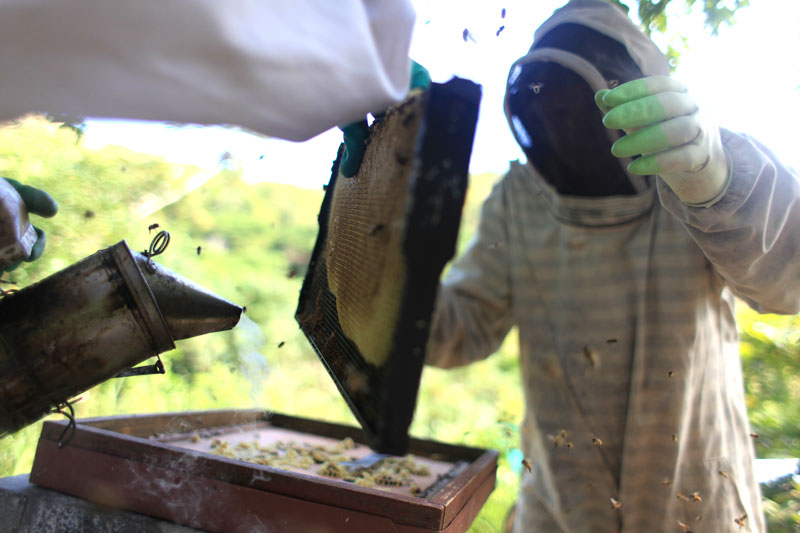 On Beekeeping