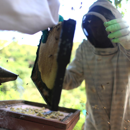 On Beekeeping, Queens, and Her Royal Court