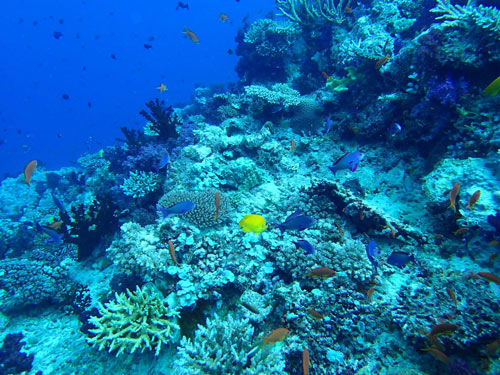 Discovery of Tiger's Cove