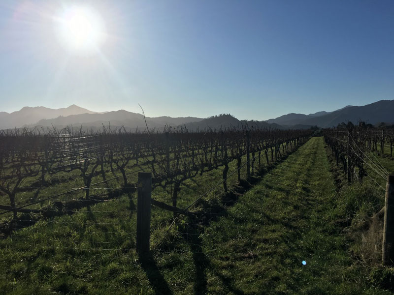 What New Zealand Taught Me