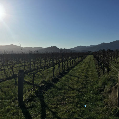 What New Zealand Taught Me