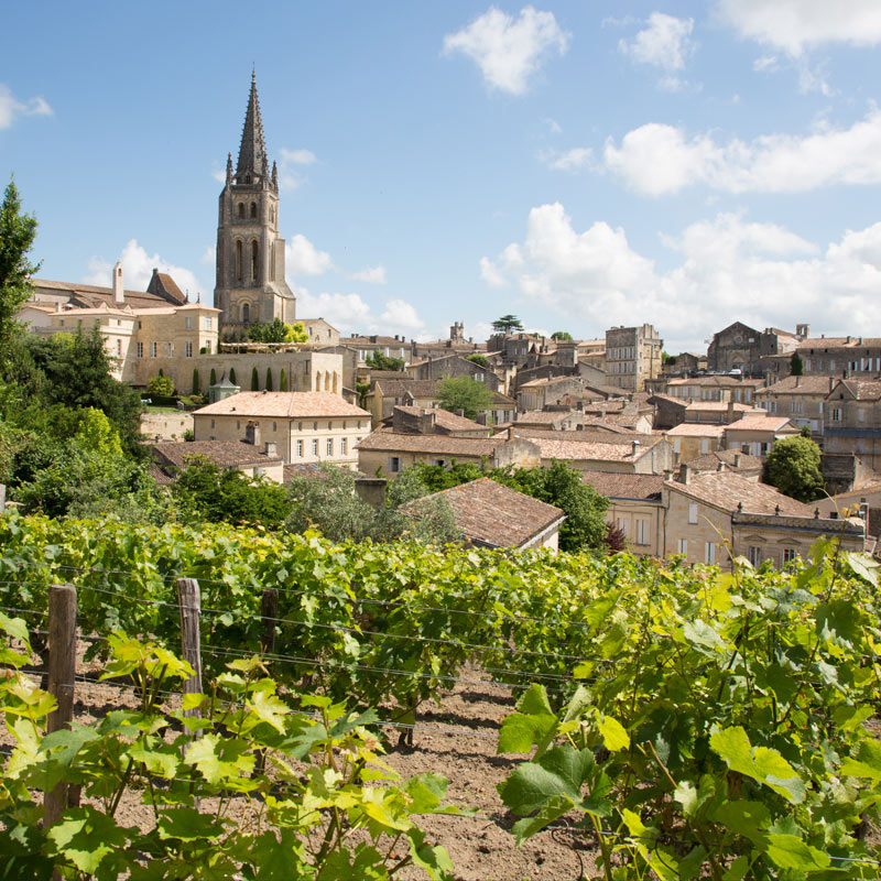 Photo of a vineyard with a house in the background.
